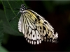 nat_0005