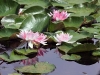 nat_0026